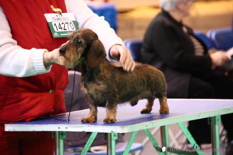 Crufts2011_2 565.jpg